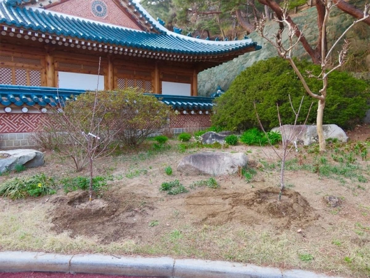 식목일 맞아 청와대에 ‘체리나무’ 심은 이재명 대통령 “다시 희망의 기운 퍼질 수 있길”