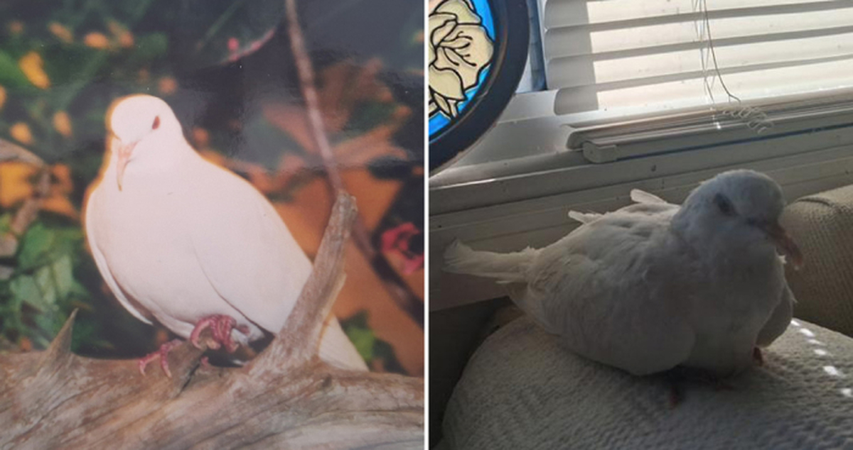 260406_장수하는 비둘기 (1).jpg