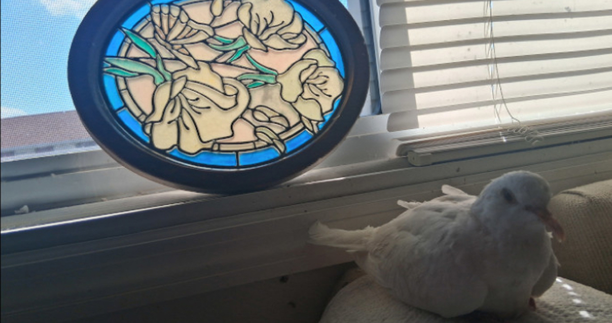 260406_장수하는 비둘기 (3).jpg