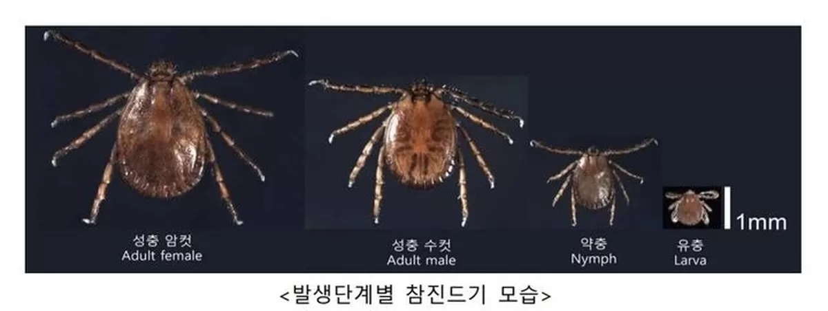 [서울=뉴시스] 6일 의료계에 따르면 4월은 진드기와 독나방 등으로 인한 피부질환이나 감염 위험이 높아지는 시기로, 관련 증상이 나타날 경우 의료기관을 찾아 정확한 진단을 받...