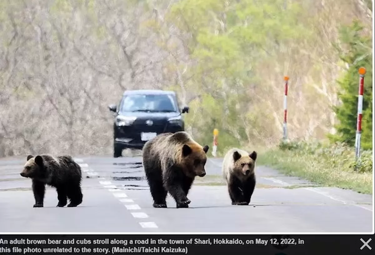 일본 홋카이도의 도로에 나타난 불곰. /마이니치신문