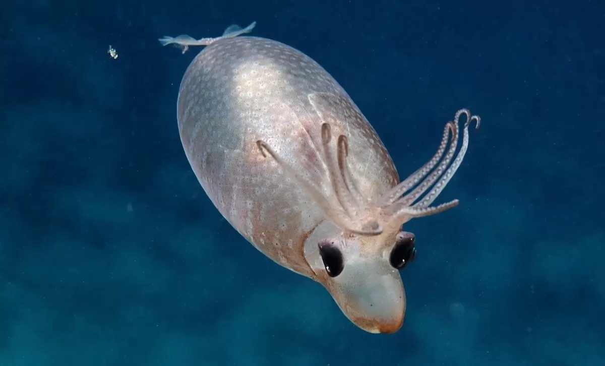 피글렛오징어 / 유튜브 'EVNautilus' 