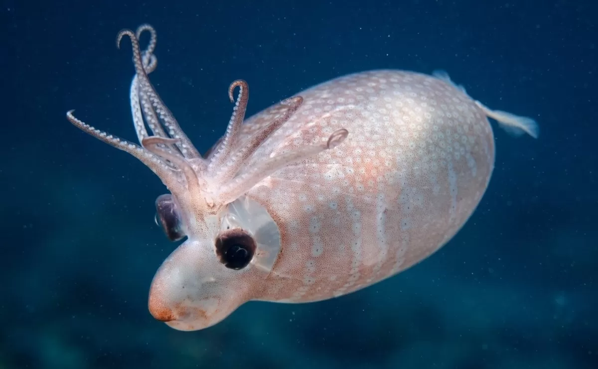유튜브 'EVNautilus' 