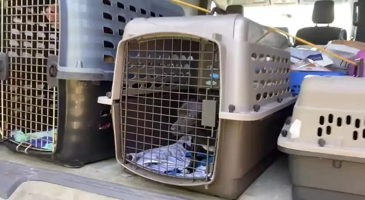 收容所突發大火，消防奮力救出多隻受困毛孩還暖心收編。網上圖片