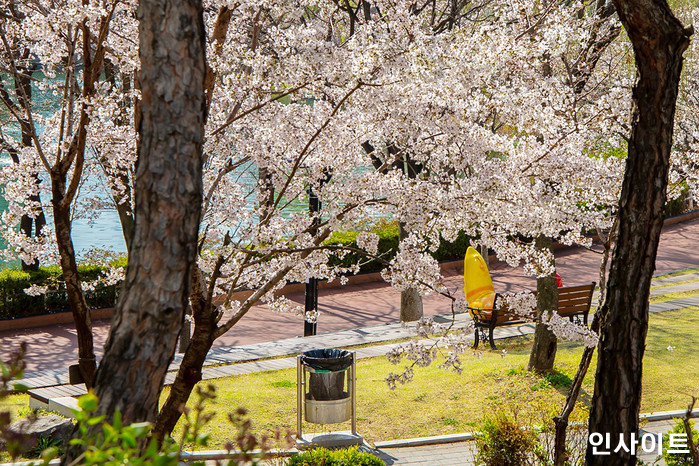 내일(9일) 강제 '벚꽃 엔딩' 예고... 전국에 강풍 동반 폭우