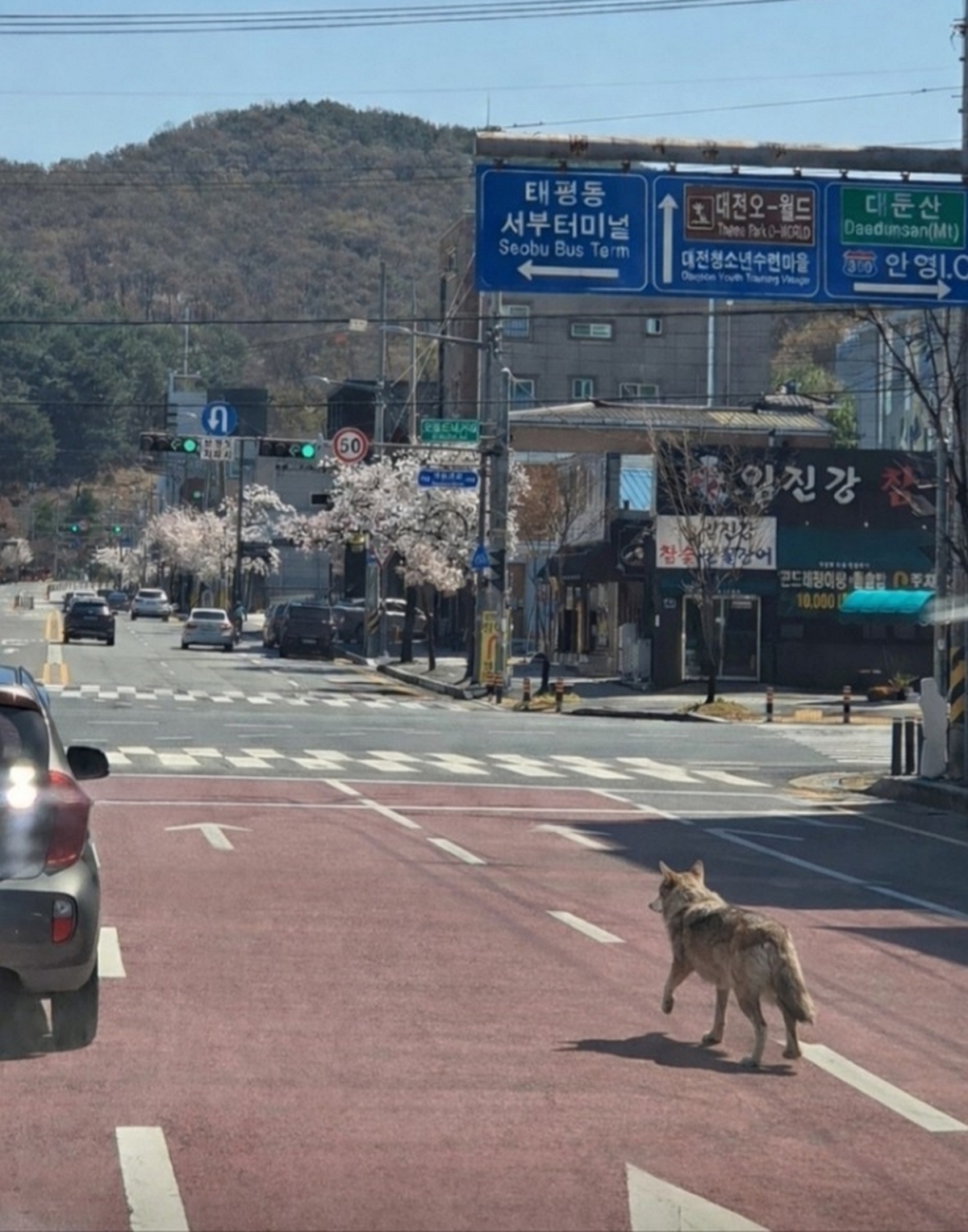 origin_오월드탈출한늑대도심서목격 (1).jpg