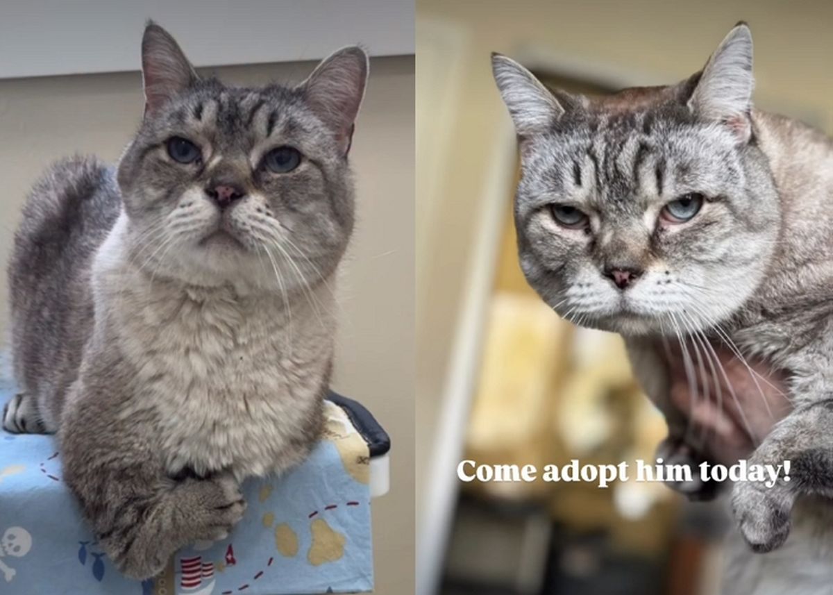 '티라노' 닮아 외면받았던 장애 고양이 챈스, 10년 만에 찾아온 기적