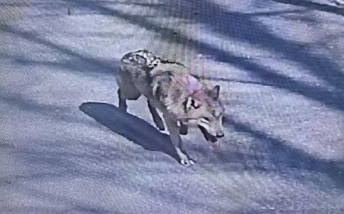 대전 오월드에서 탈출한 늑대 늑구 / 대전소방본부