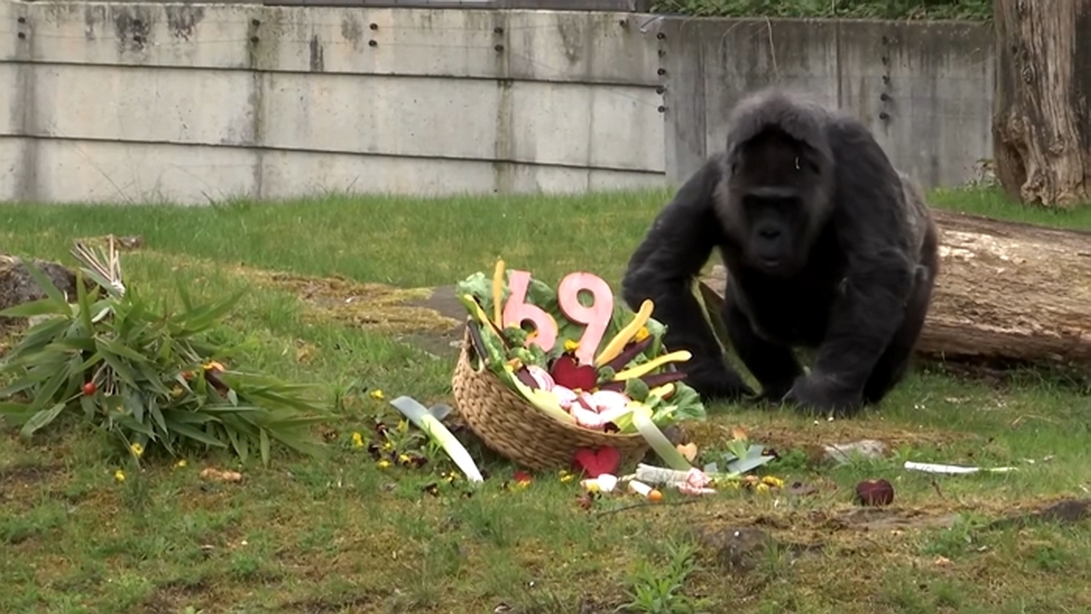 Fatou_ Der wohl älteste Gorilla der Welt feiert 69. Geburtstag 0-6 screenshot (1).jpg