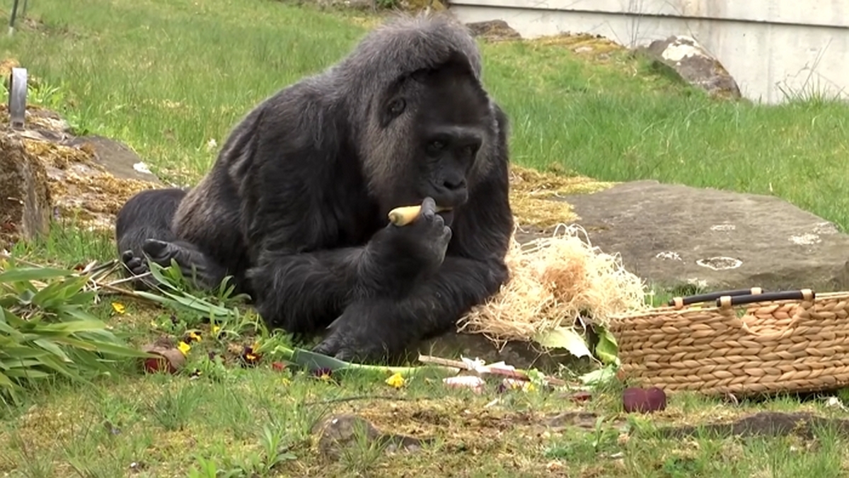 Fatou_ Der wohl älteste Gorilla der Welt feiert 69. Geburtstag 1-33 screenshot.jpg