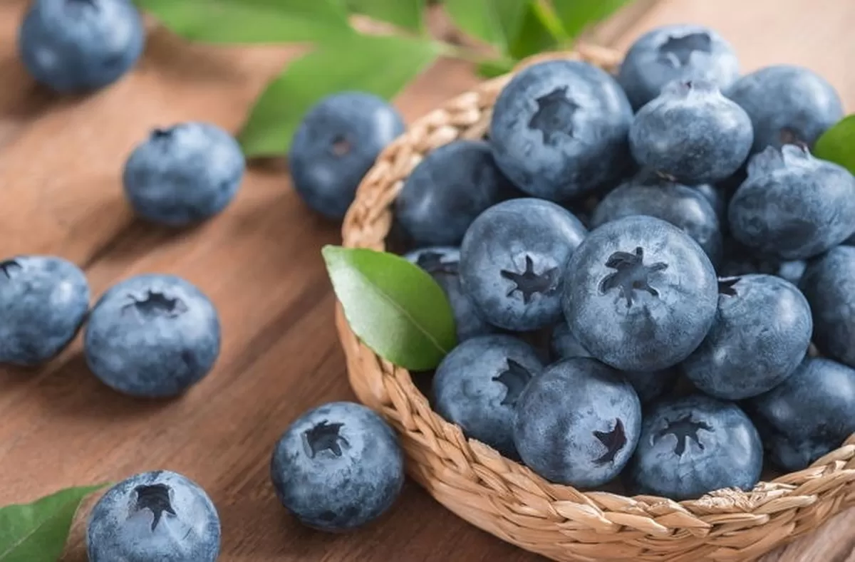 '슈퍼푸드' 블루베리, 눈 좋아진대서 매일 먹었는데... '깜짝' 반전