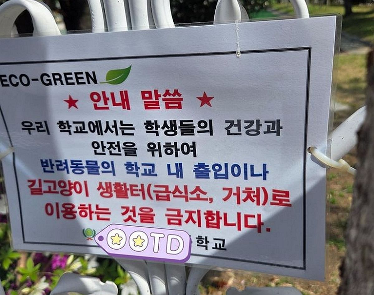 아이들 노는 공간에 고양이 ‘배설물 범벅’... 학교 오염시킨 ‘캣맘’ 급여 논란