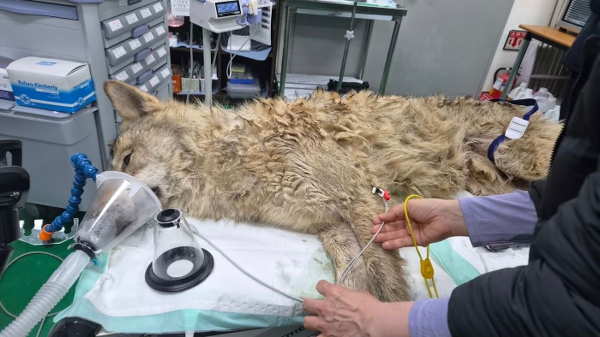 열흘만에 집으로 돌아온 늑구, 야생서 '이렇게' 살아남았다
