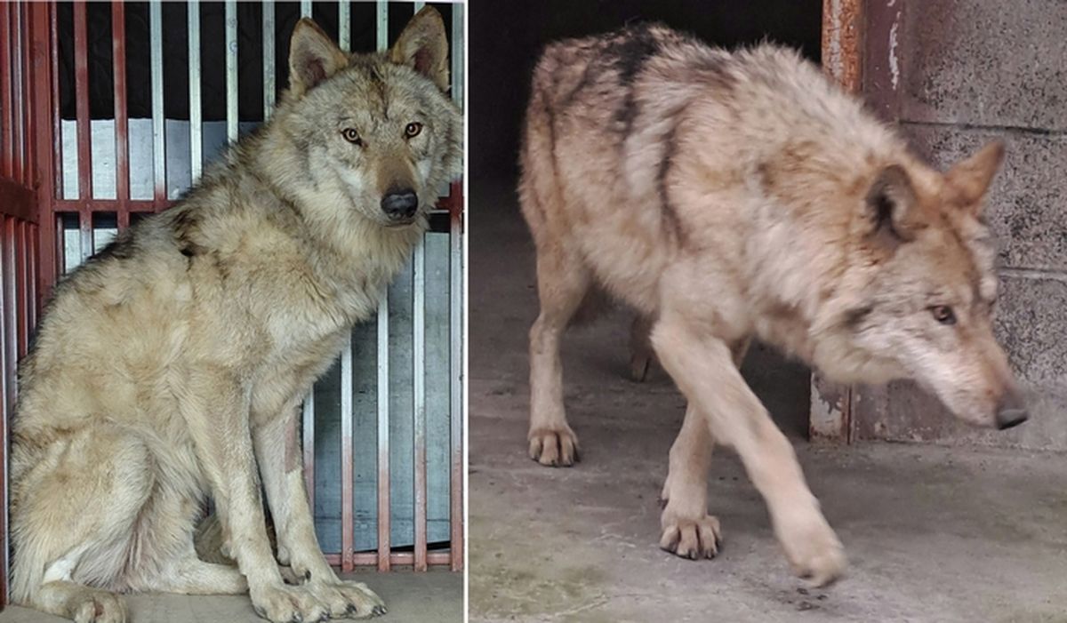 늑구 돌아오자 야구·축구 다 이겨... 대전은 지금 '늑구 앓이' 중