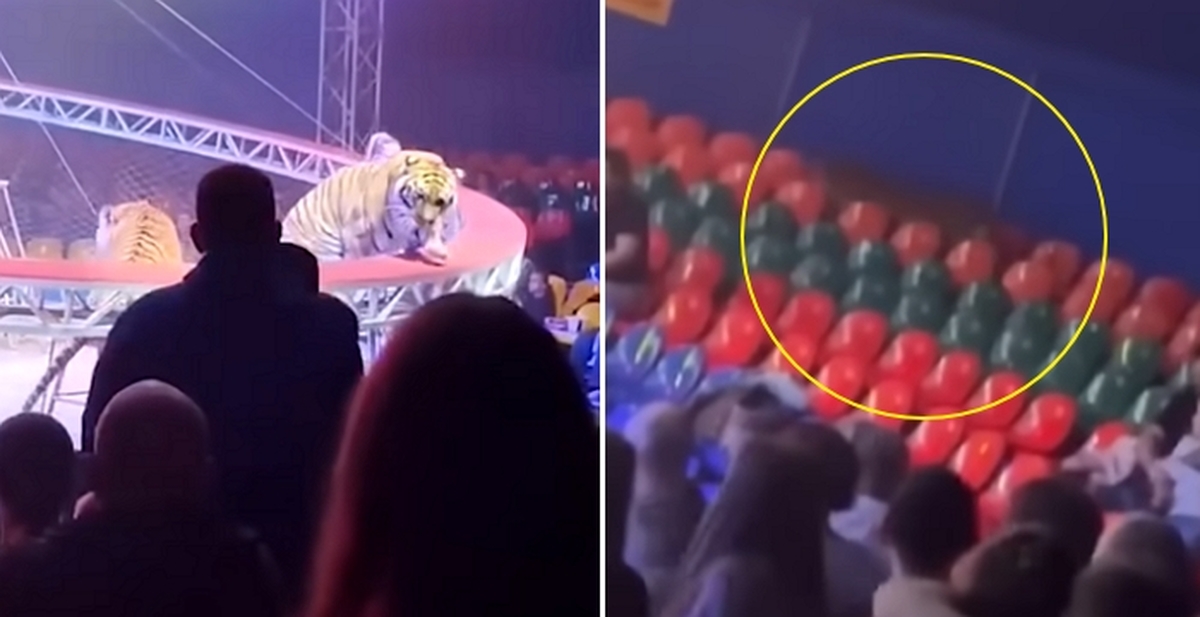Chaos Erupts as Tiger Leaps into Crowd After Circus Barrier Collapses 0-14 screenshot.jpg