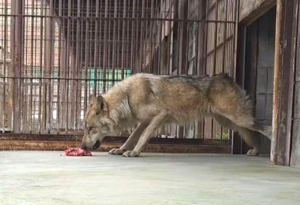“편하게 먹어 늑구야”... 탈출 열흘 만에 돌아온 늑구에 걱정 쏟아지자 오월드가 공개한 ‘먹방 영상’