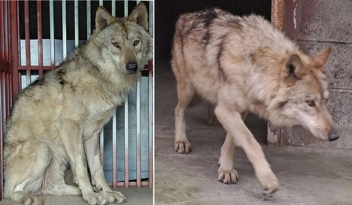 17일 대전 중구 오월드에서 탈출한 늑대 '늑구'가 외부 의료기관에서 치료를 받고 회복중인 모습. / 뉴스1(대전시 제공)