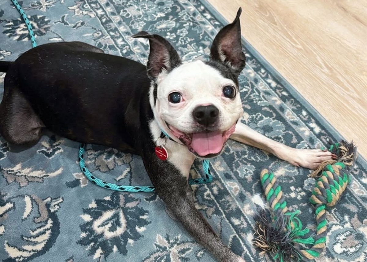 3년 전 도둑맞은 반려견 찾으려 회사까지 차린 주인