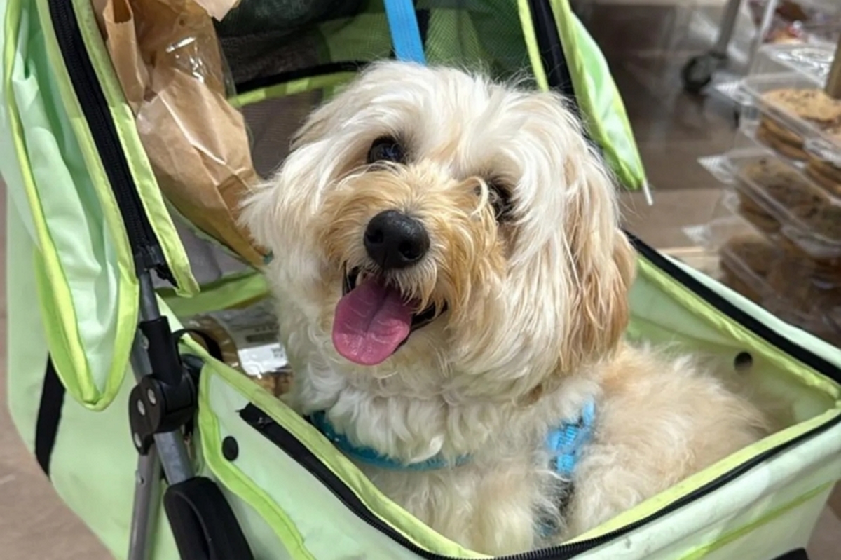 안락사 집행 0시간 전! 5시간 달려가 목숨 구한 유기견의 반전 미소