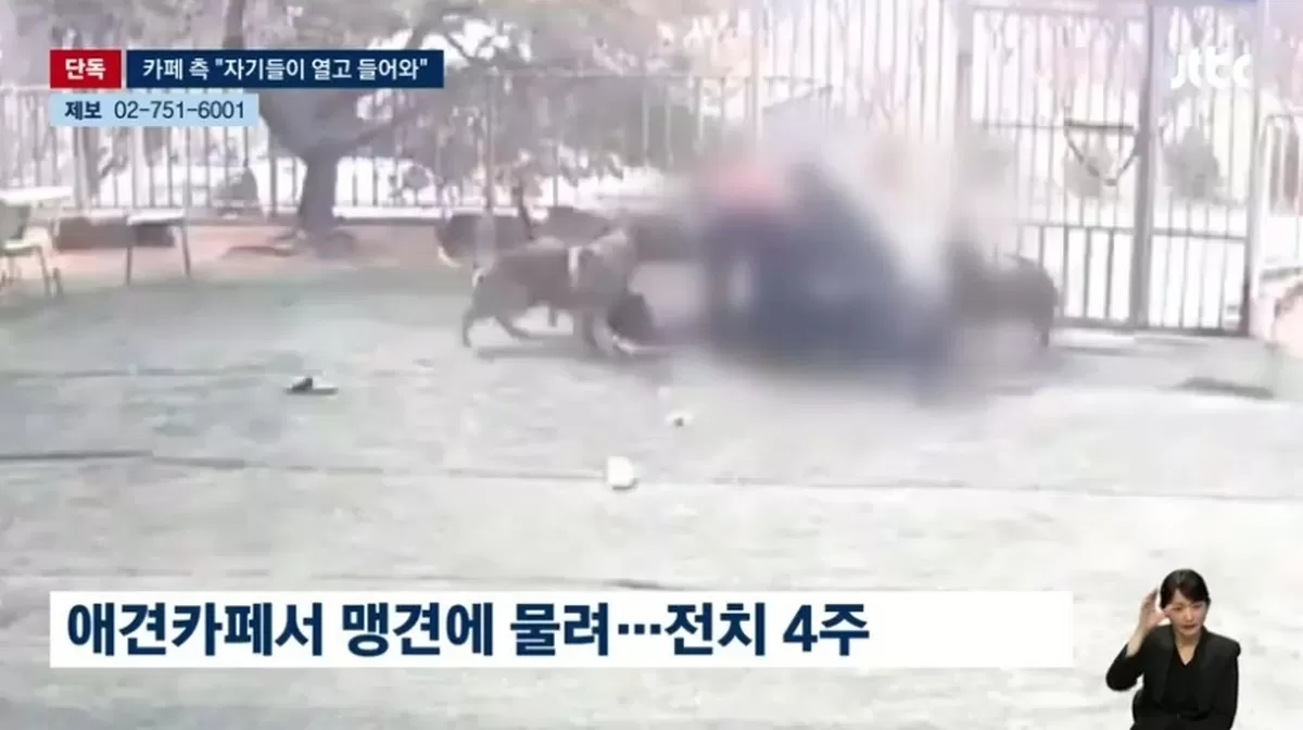 20대 여성이 애견카페에서 맹견 4마리에게 공격당한 사건이 발생했다. /사진=JTBC 뉴스룸 캡처
