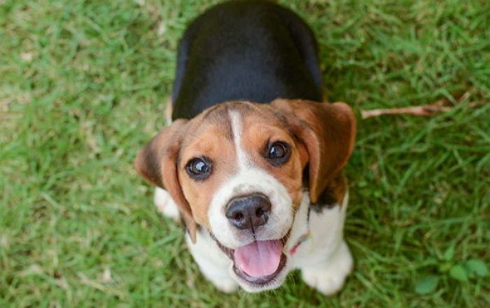 1년 내내 '농약' 먹는 실험한 뒤 해부되는 실험실 비글들