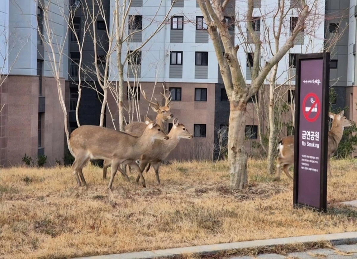 origin_순천아파트단지에출몰한사슴떼.jpg