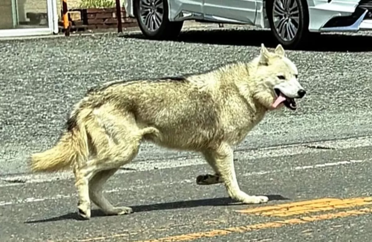 일본 사가현 사가시에서 탈출한 늑대개가 지난 21일 도로를 활보하는 모습. [요미우리신문 캡처]