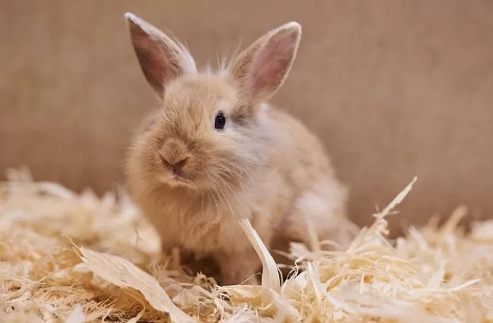 토끼고기', 비만과 당뇨에 특효였다”...먹으면 중성지방 축적 50% 감소 ...