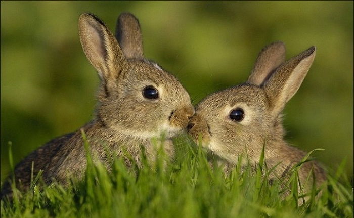 짝짓기 '평균 3초' 수컷들이 부러워할 '10초' 토끼의 불같은 사랑