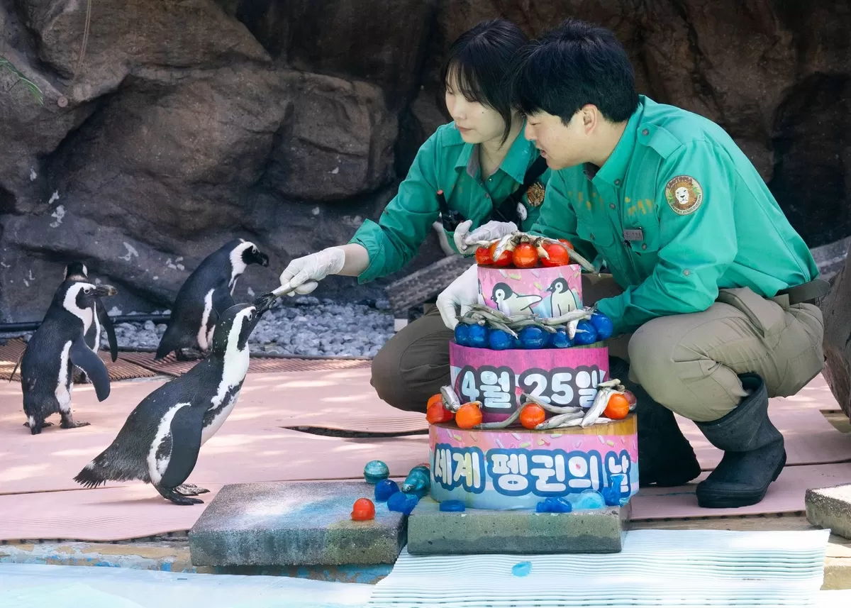 3. 에버랜드 '세계 펭귄의 날'.jpg