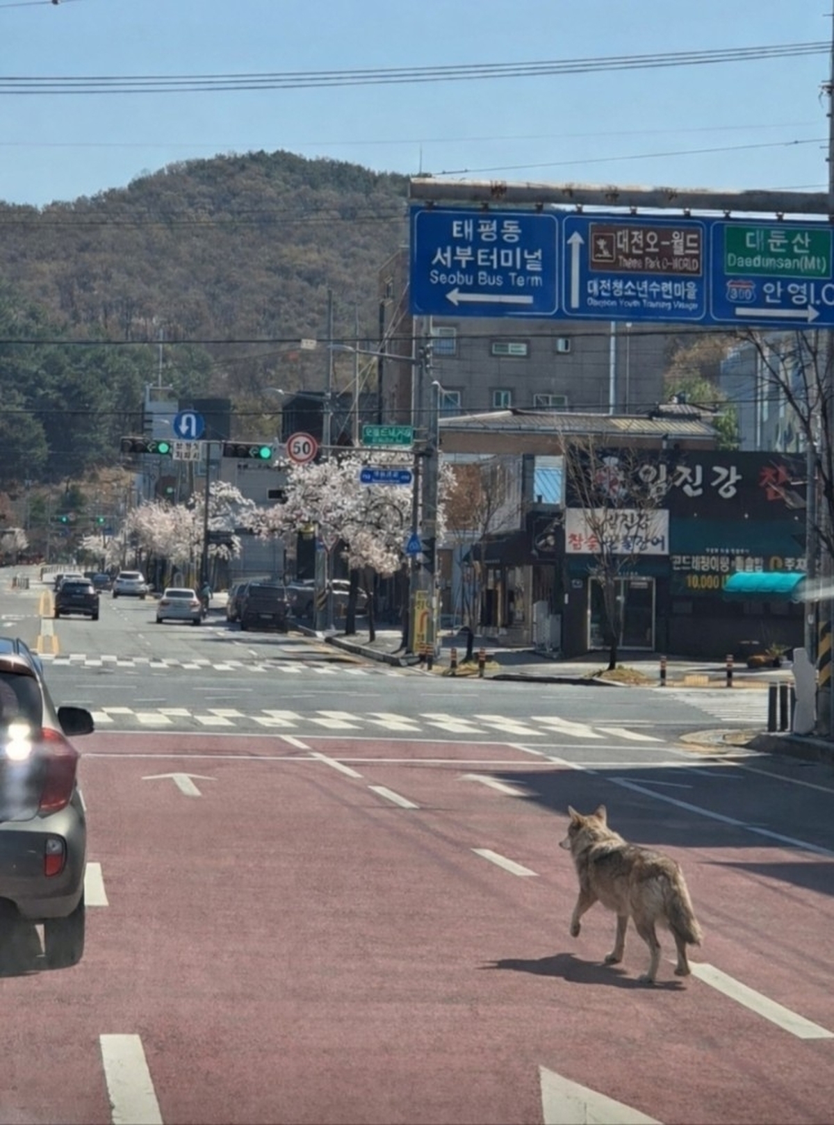 전 국민 속인 AI 조작 ‘늑구’ 사진... 검거된 유포자가 경찰 조사에서 한 말