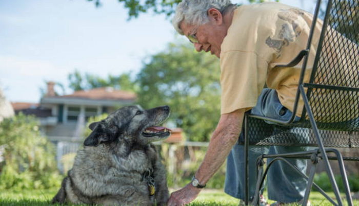 주인 사랑 듬뿍 받아 세상에서 가장 오래 산 '장수 강아지' TOP 5