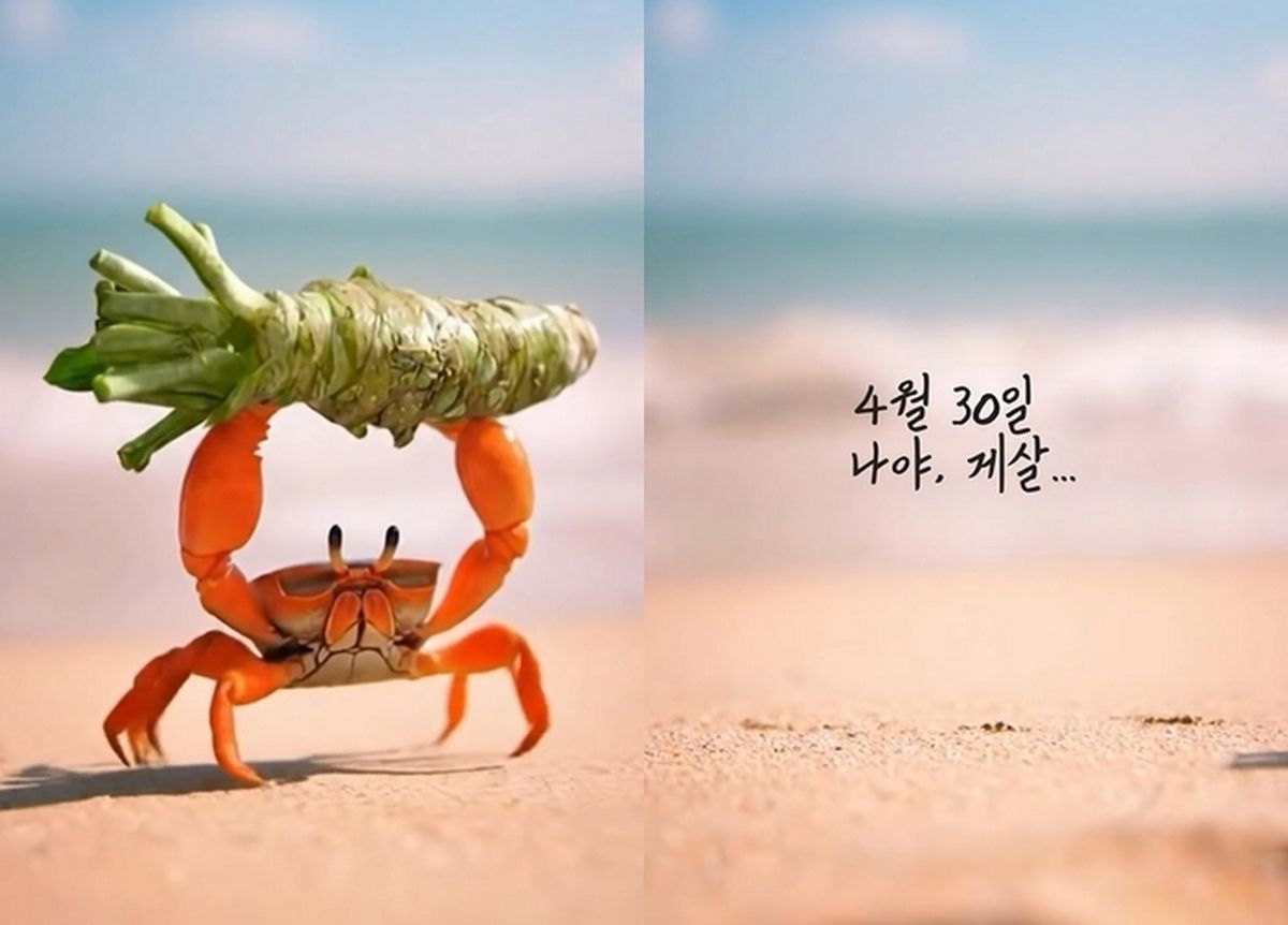 “나야, 게살”... 버거 덕후들 잔뜩 기대하게 만든 맥도날드 ‘티저 영상’