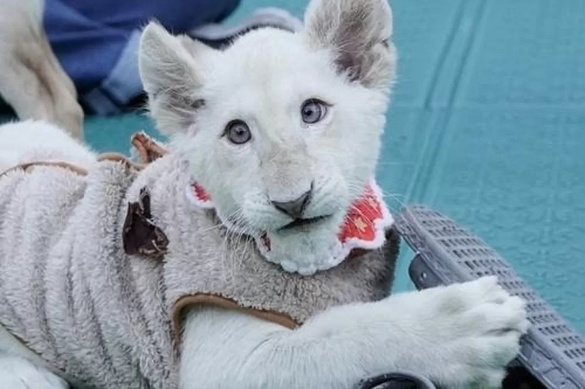 아기 백사자 ‘보문이’. 대전아쿠아리움 제공