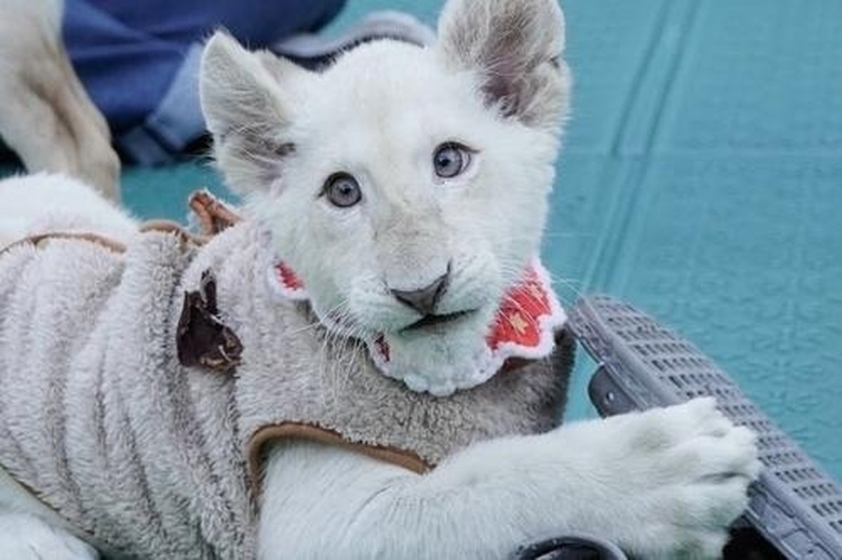 대전아쿠아리움 백사자 보문이 관련 보도 이미지