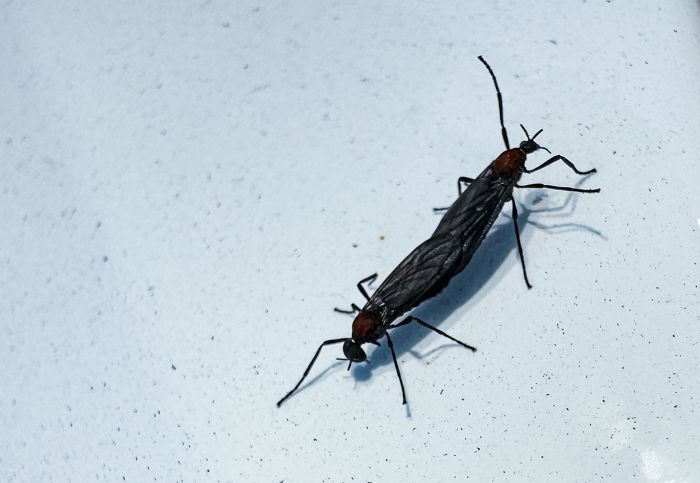 올해도 어김없이 온다... 여름 불청객 ‘러브버그’, 수도권 곳곳서 유충 발견