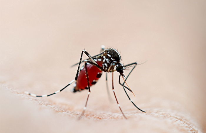 비 오는 날에도 사람 피 빨아먹을 수 있는 '모기'의 소름 돋는 비결