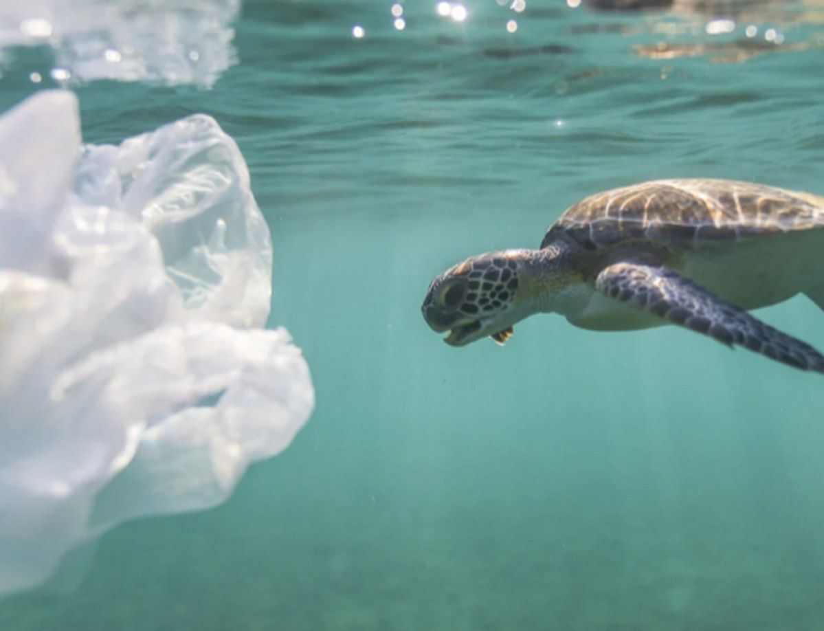 CJ제일제당, ‘독보적 PHA 기술’로 해양오염 잡는다... 바다서 녹는 종량제 봉투 개발