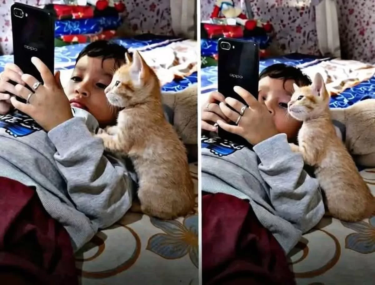 고양이의 이미지일 수 있음