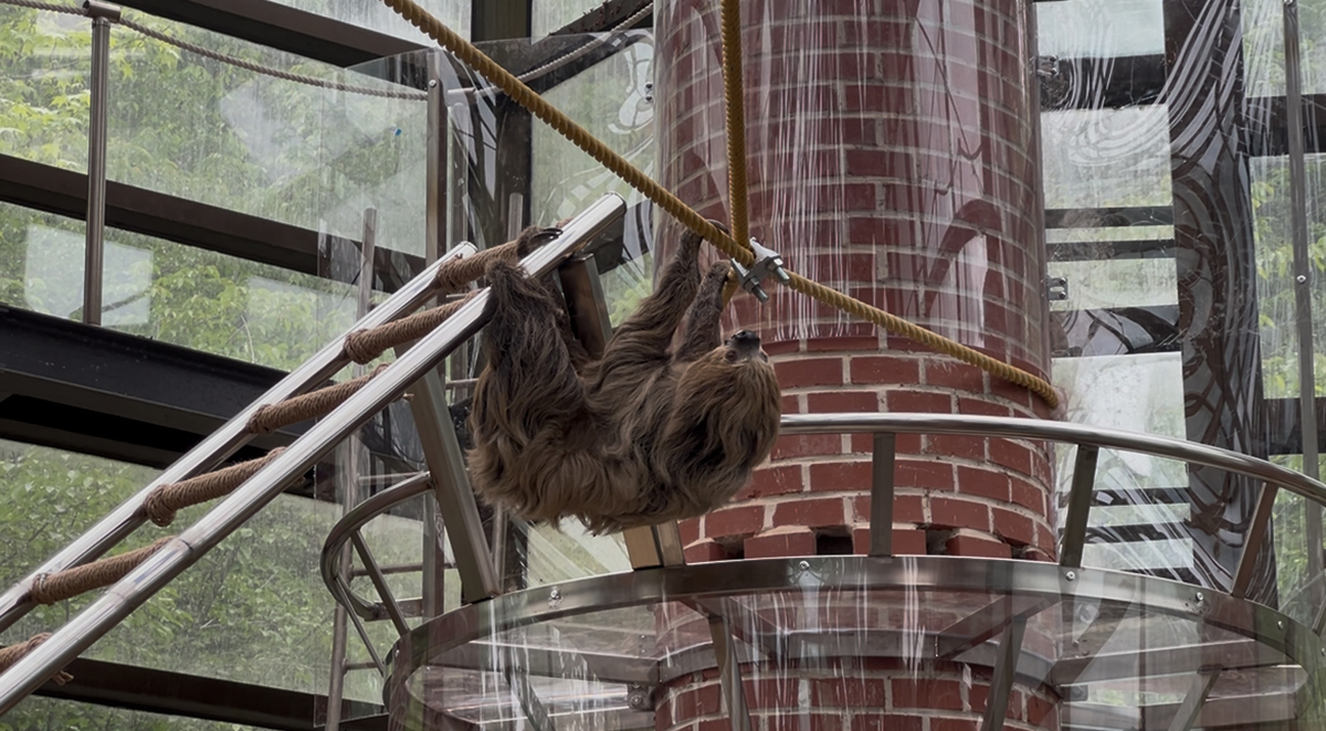 사진_나무늘보 입식.jpg