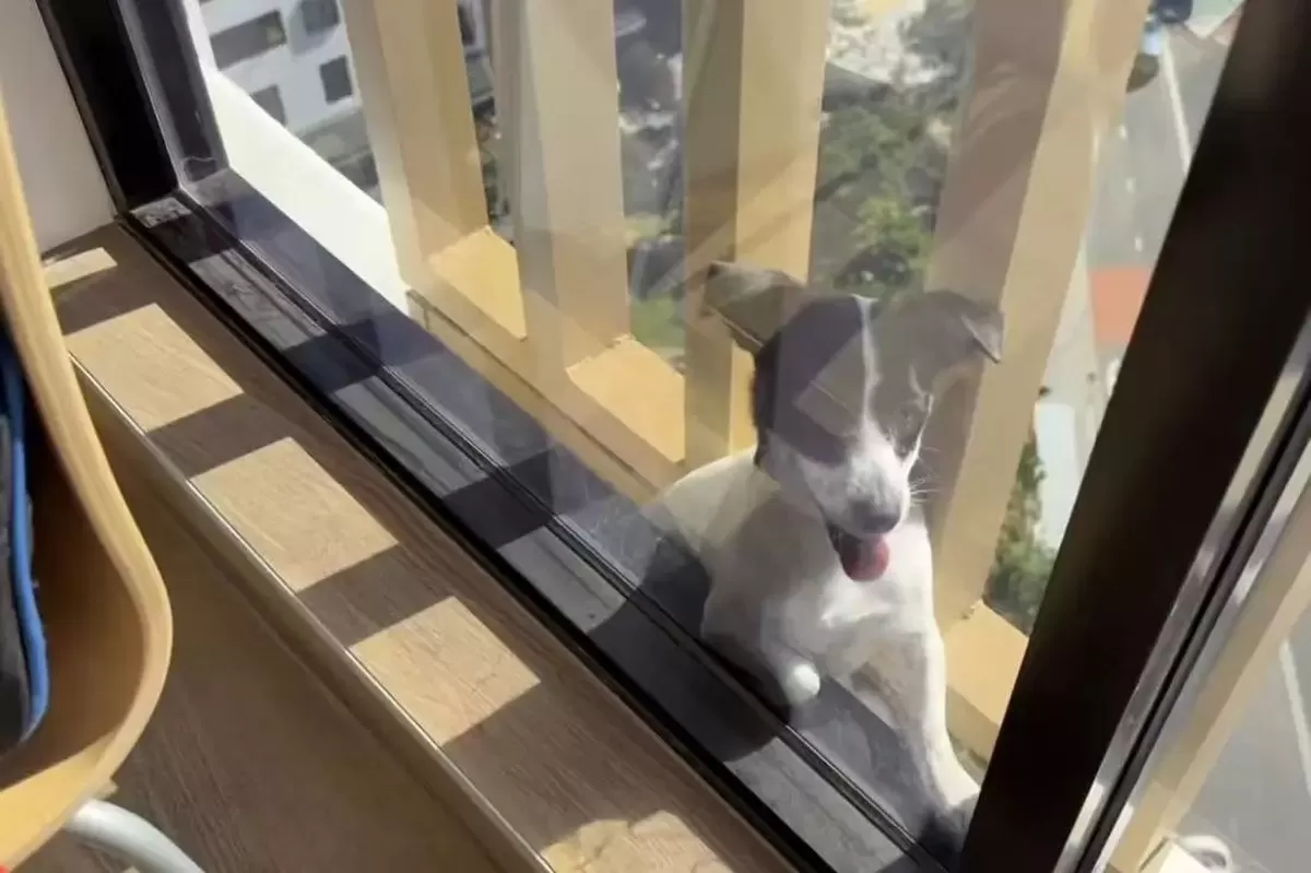 狗狗受困13樓陽台外牆卡狹窄縫隙獲消防垂吊救出。網上圖片