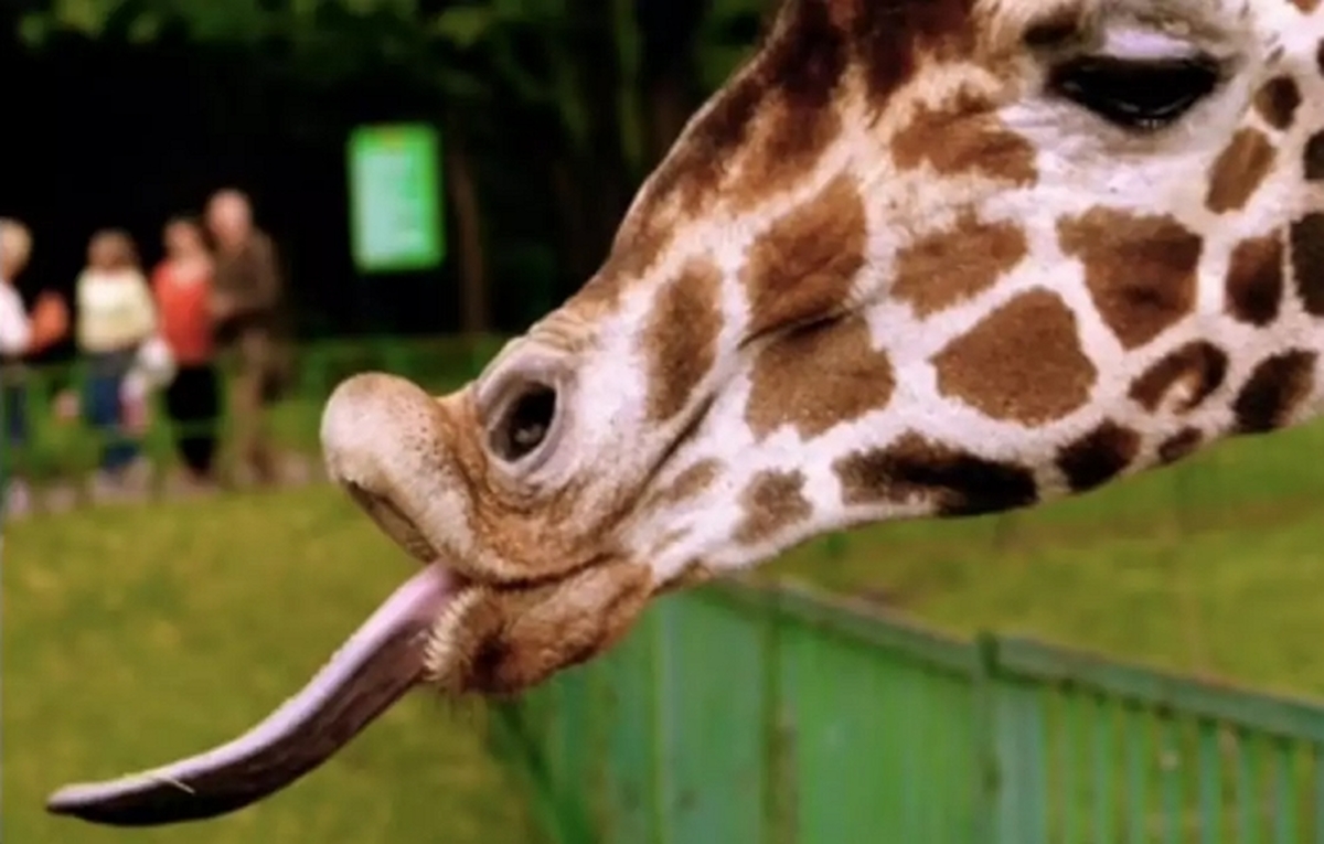 20250314_PL_giraffe_source_web3-e1777998421362.jpg
