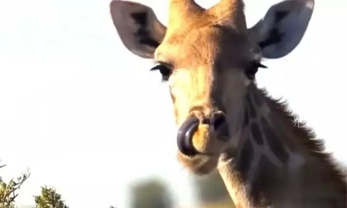 20250314_PL_animal_source_web2.jpg