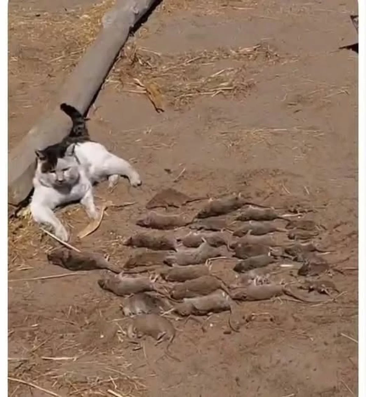 쥐의 이미지일 수 있음