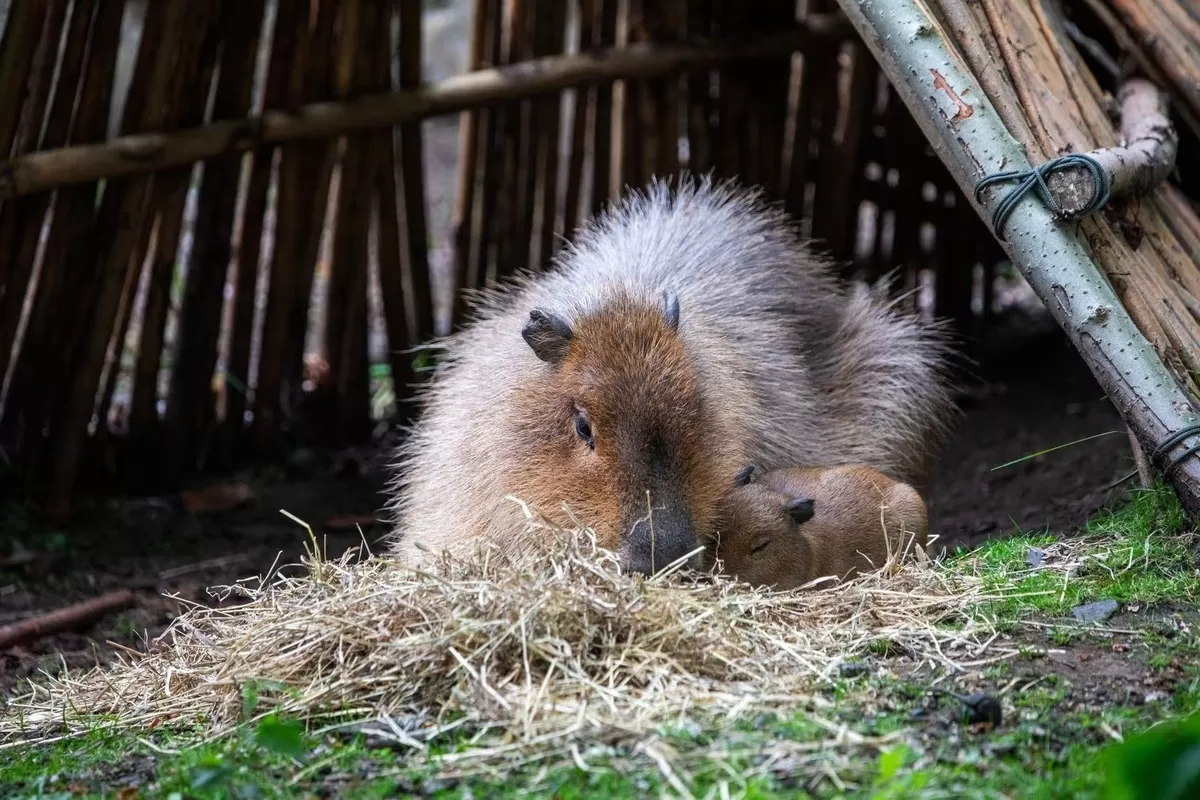Capybara and mum