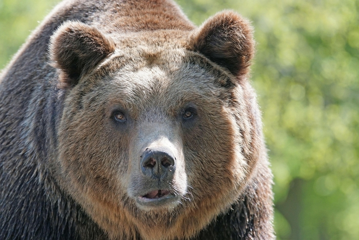 pixel-mixer-brown-bear-858720_1920.jpg