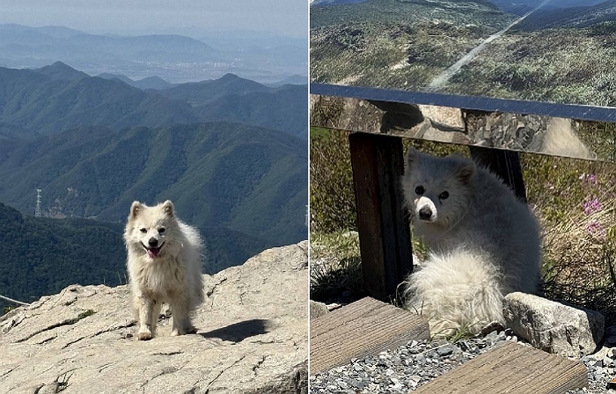 “주인 찾는 듯 떠돌아 다녀”... 해발 1189m 산 꼭대기서 발견된 강아지, 이후 근황 전해져