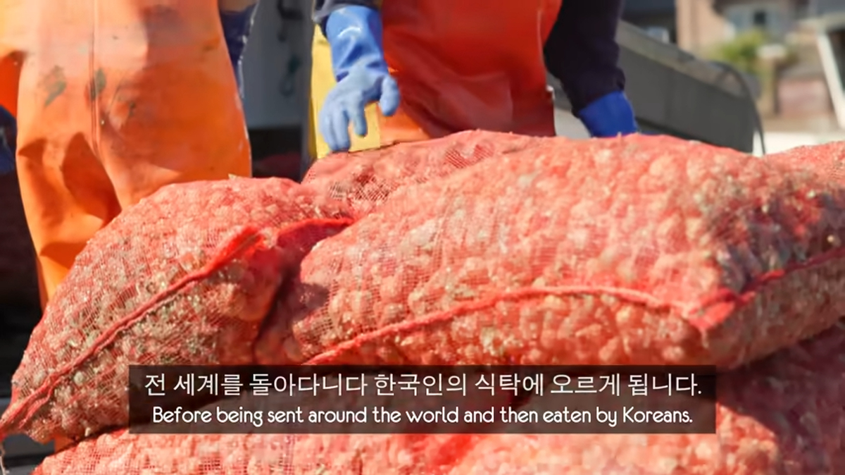 한국인이 먹는 골뱅이 90%는 영국산? 현지 어부들이 밝힌 충격적 진실