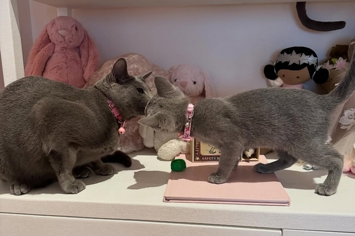 Welcome to the family Baby Kitty 🐈_⬛ All True wanted for her six birthday was another kitty. Sh.jpg