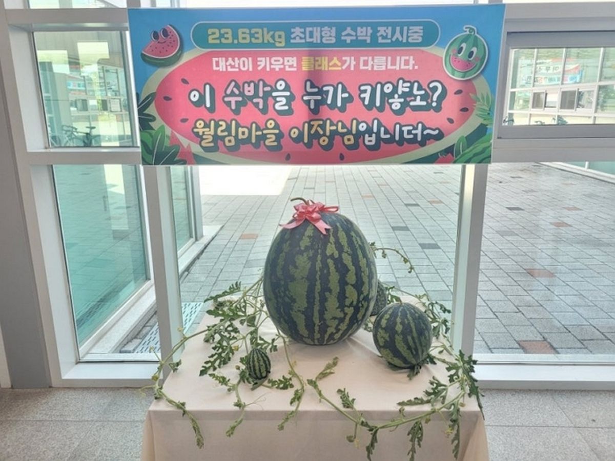 “사람 몸통만 하다”... 창원서 수확된 23㎏짜리 ‘괴물 수박’ 화제